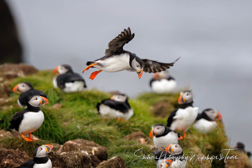 Atlantic Puffins Flight over the Colony