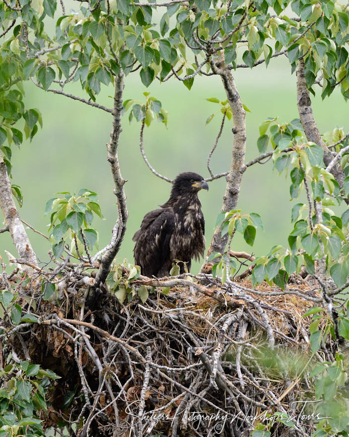 Baby Bald Eagle in Nest