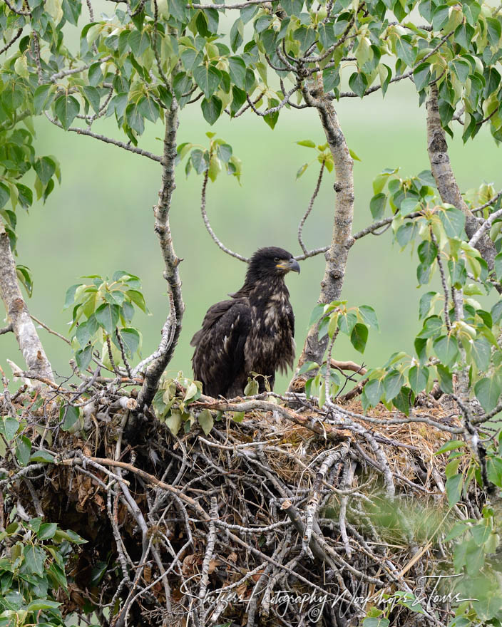 Baby Bald Eagle in Nest 20150709 125047
