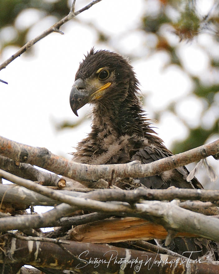 Baby bald eagle sits in nest with branches