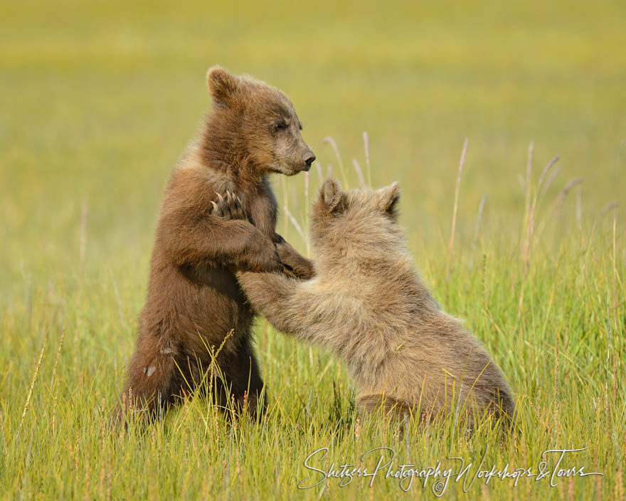 Baby bears play in the grass