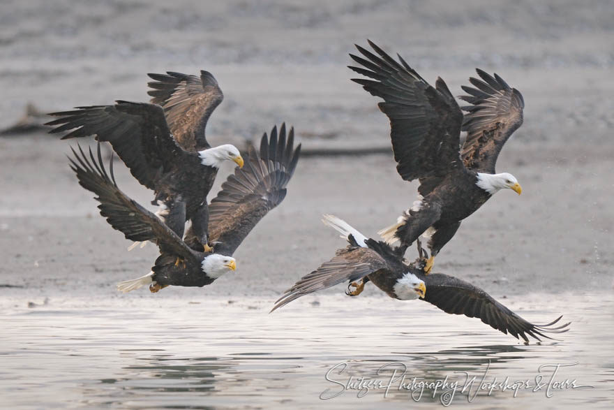 Bald Eagle Attached Stitch