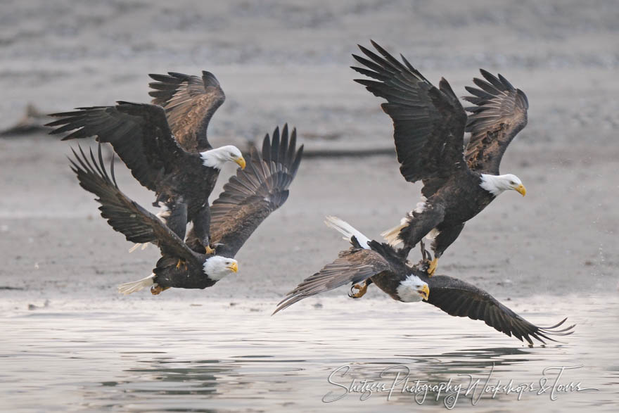 Bald Eagle Attached Stitch 20101109 114846