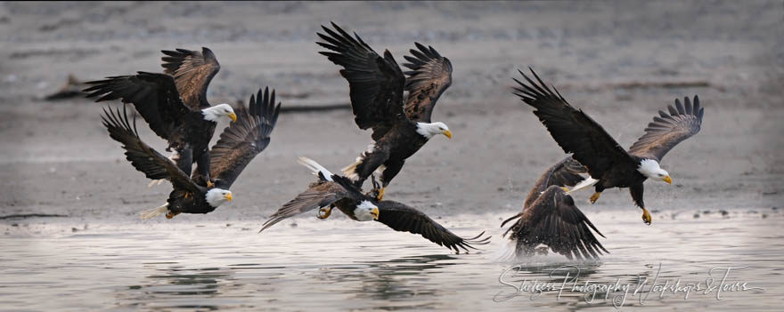 Bald Eagle Attacked