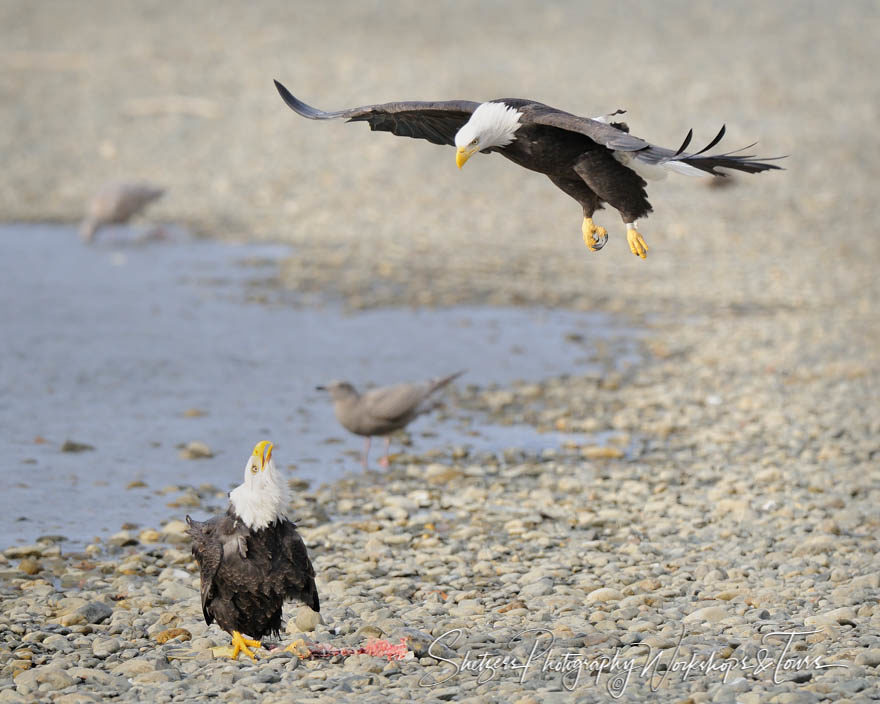 Bald Eagle Attacking from Above