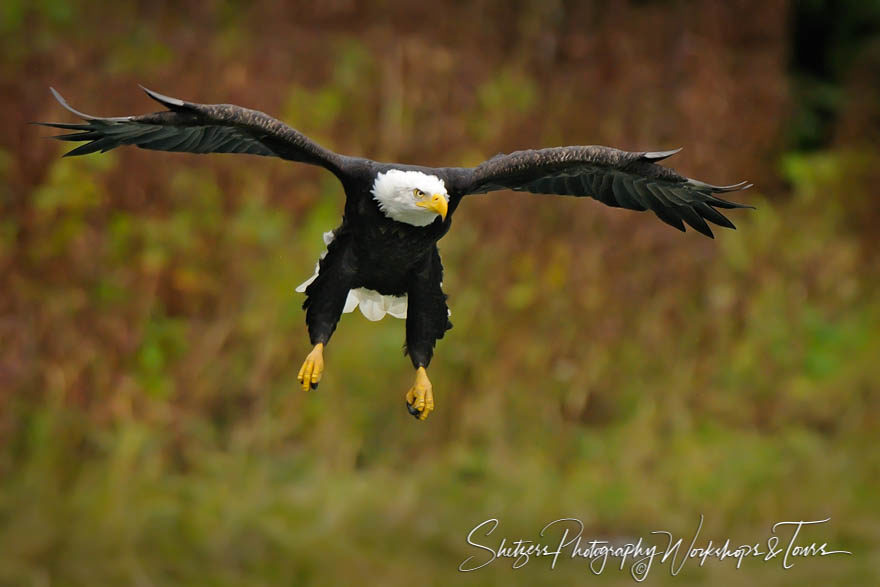 Bald Eagle Cleared for Landing