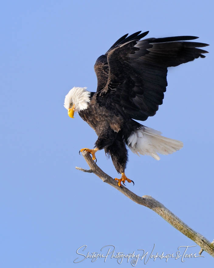 Bald Eagle Climbing to the Top