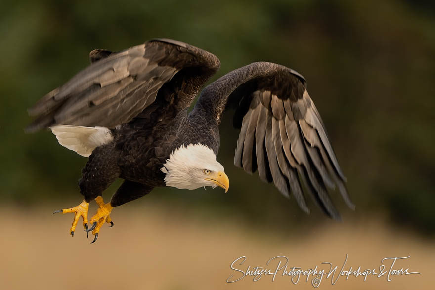 Bald Eagle Close up in flight