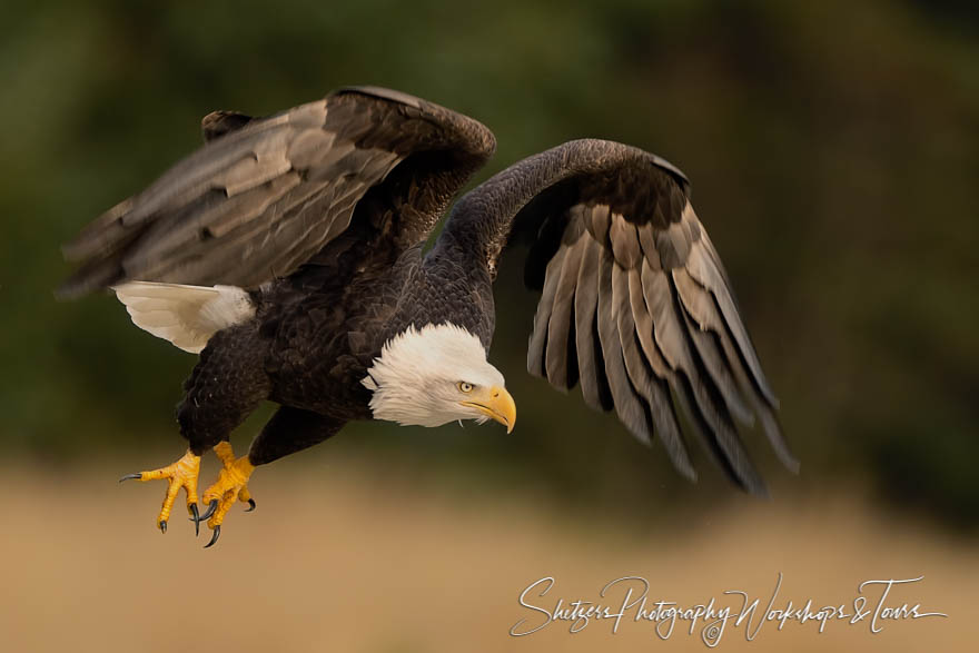 Bald Eagle Close up in flight 20151102 132036