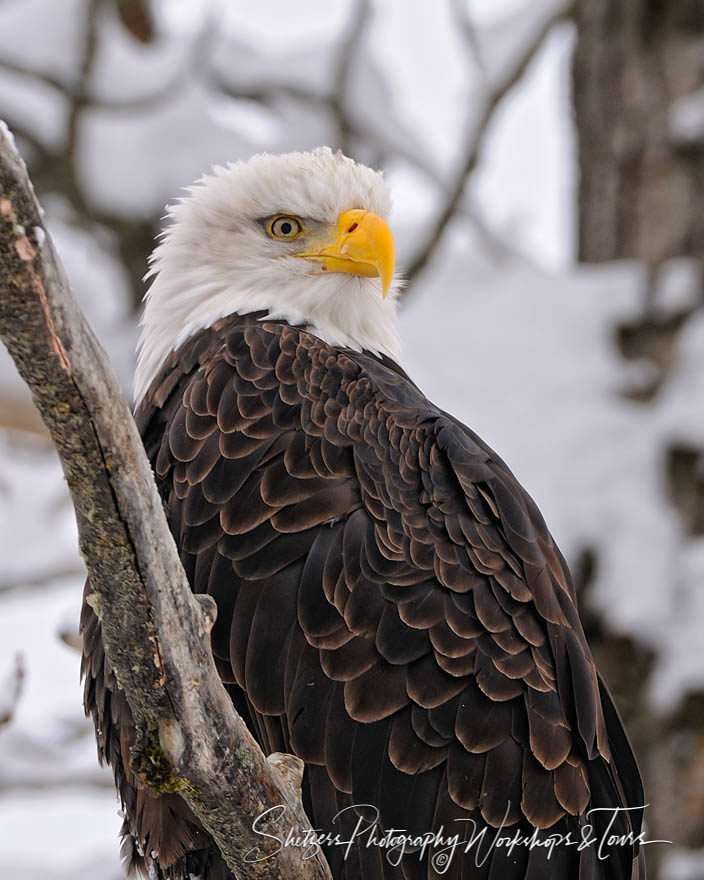 Bald Eagle Close up in tree