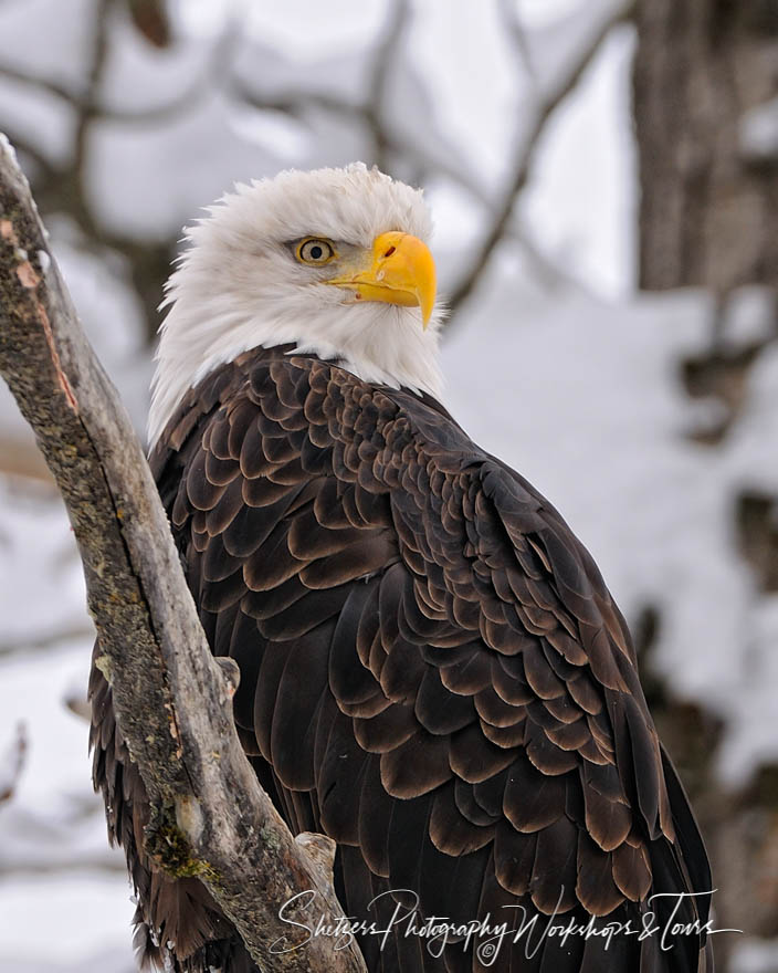 Bald Eagle Close up in tree 20111122 130603