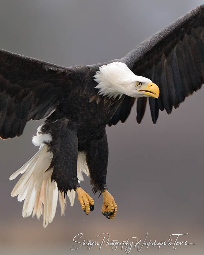 Bald Eagle Close-up with talons