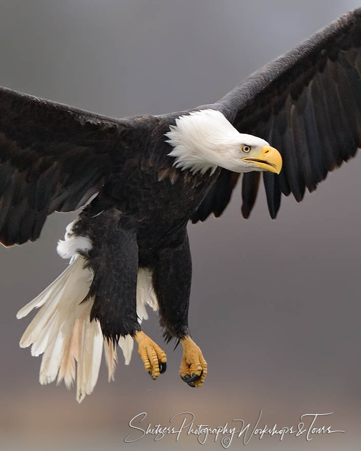 Bald Eagle Close up with talons 20151110 090255