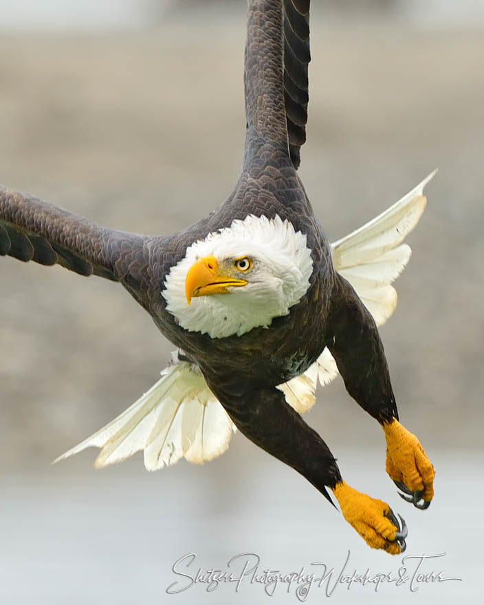 Bald Eagle Closeup in flight