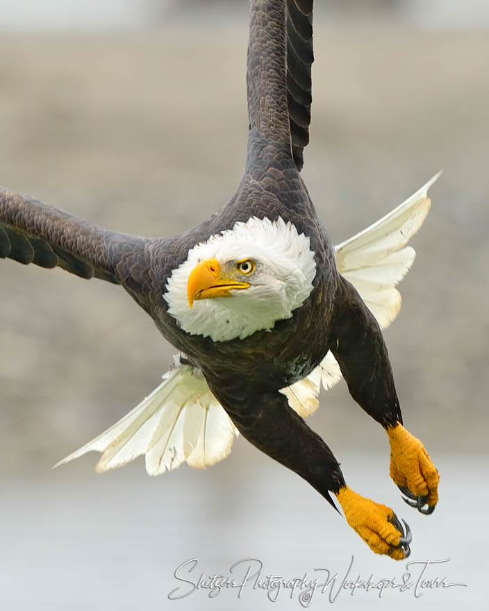 Bald Eagle Closeup in flight 20141106 125231