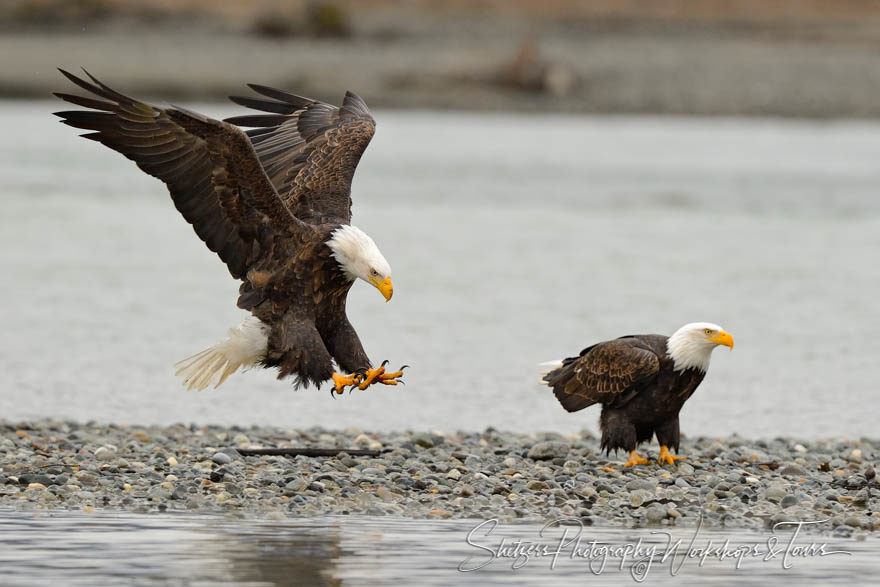 Bald Eagle Comes in for a Landing