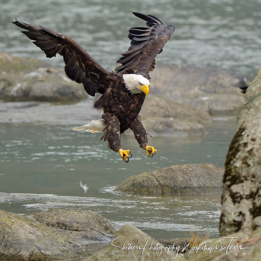 Bald Eagle Coming in Fast