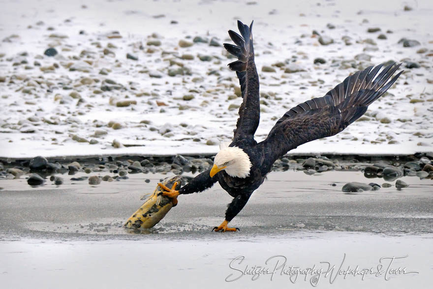 Bald Eagle Fishing through the ice