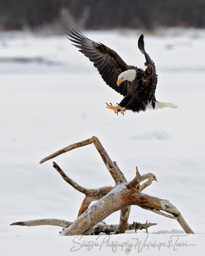 Bald Eagle Landing on limbs with snow