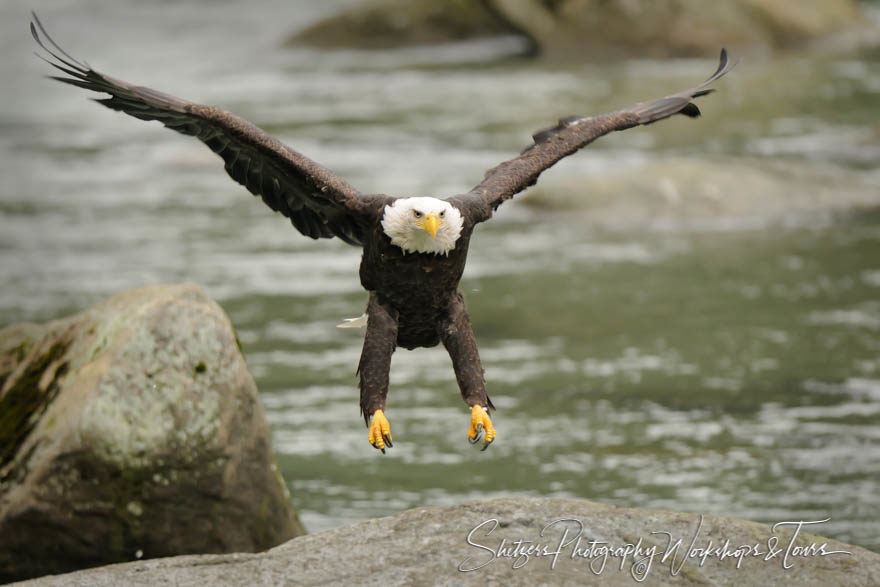 Bald Eagle Landing on the Chilkoot river