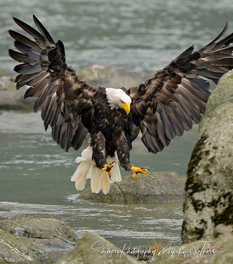 Bald Eagle Landing with wings fully extended