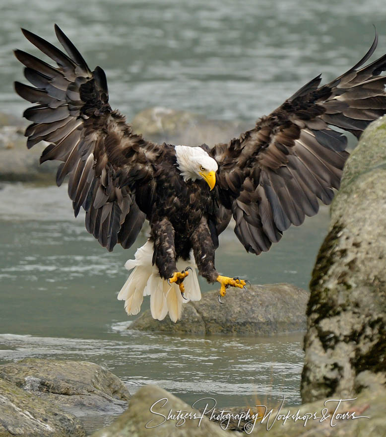 Bald Eagle Landing with wings fully extended 20101003 205537