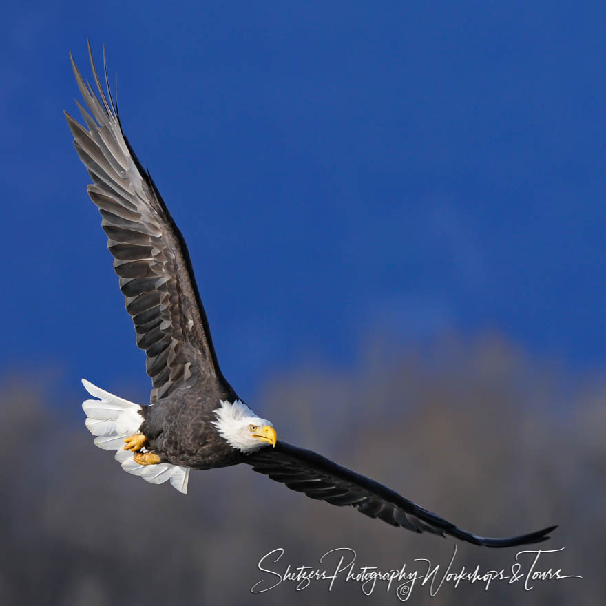 Bald Eagle Morning Light Flight 20101022 125551