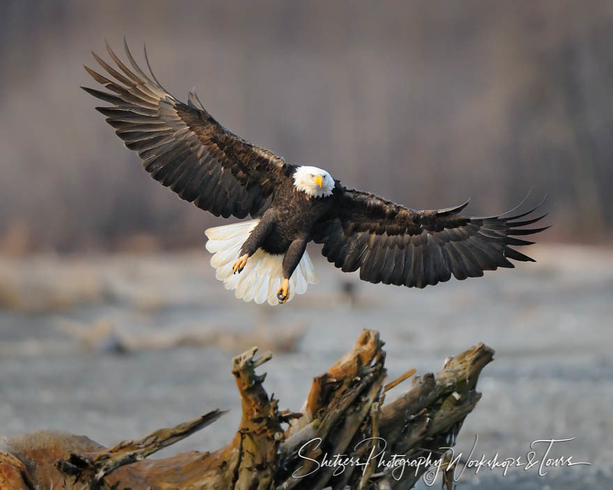 Bald Eagle Precision Landing on Log