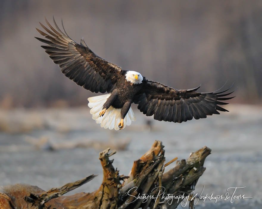 Bald Eagle Precision Landing on Log 20101115 123147