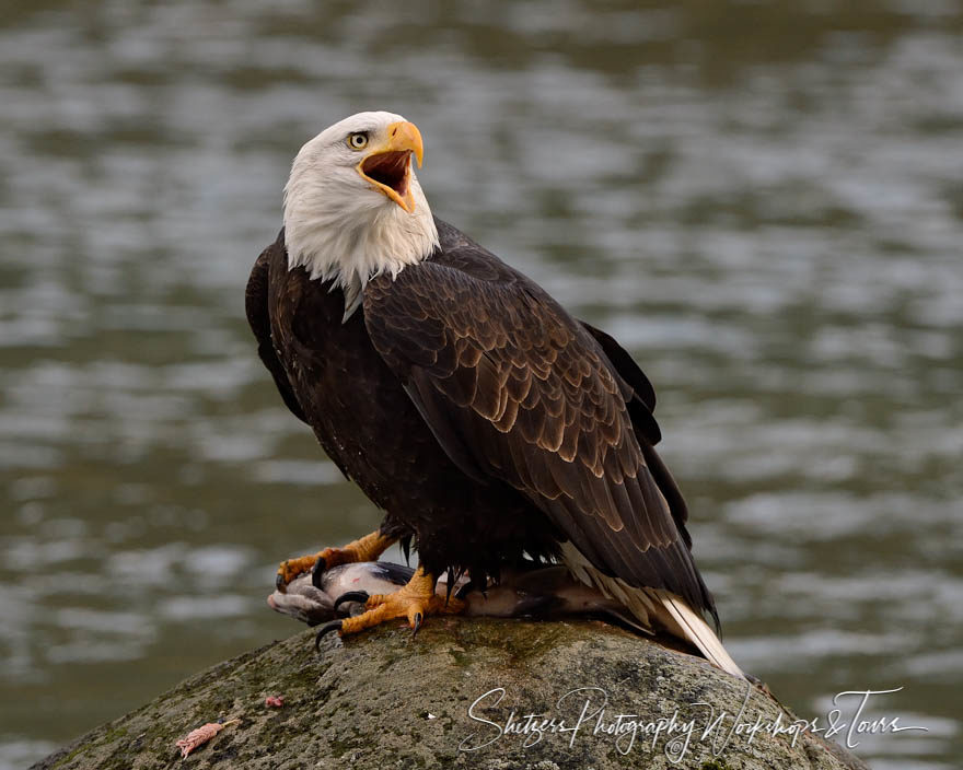 Bald Eagle Protecting its Catch