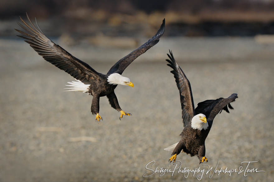 Bald Eagle Running from the Attack
