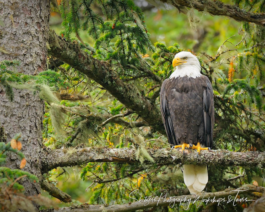 Bald Eagle Spotted in the forest