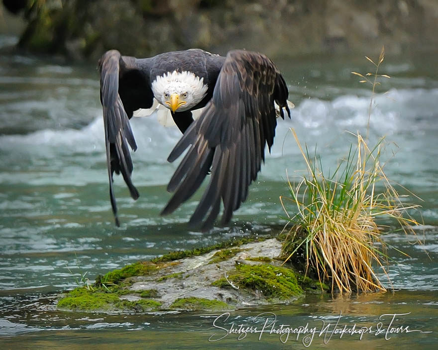 Bald Eagle Takes Off