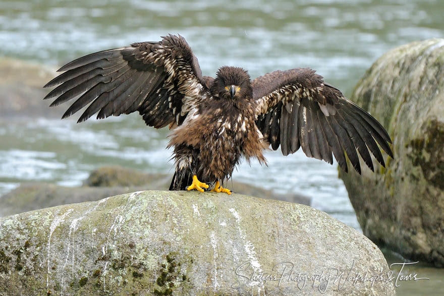 Bald Eagle Working on the Landings