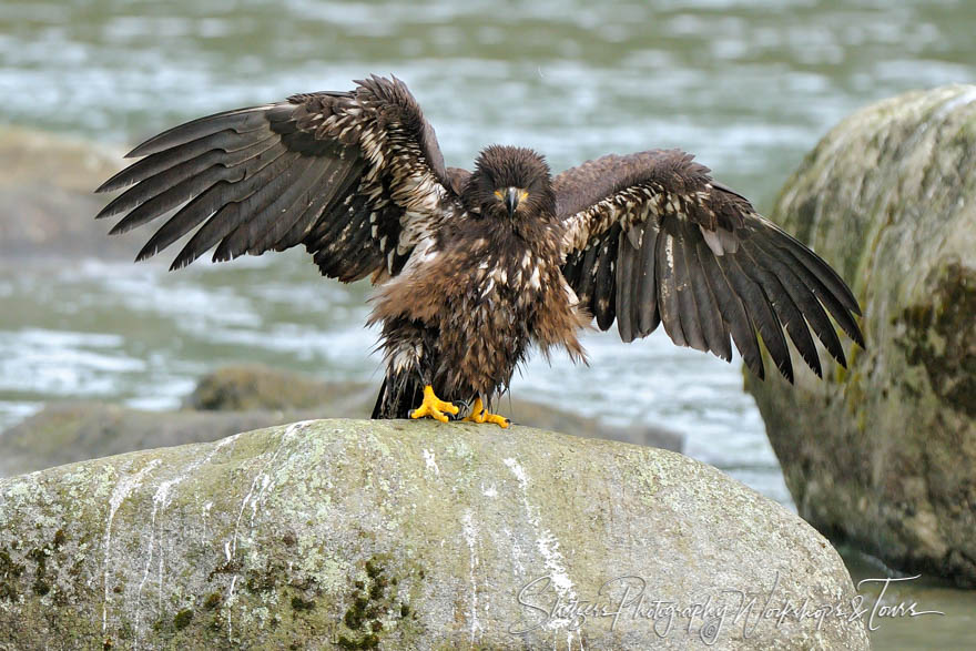 Bald Eagle Working on the Landings 20101003 205050