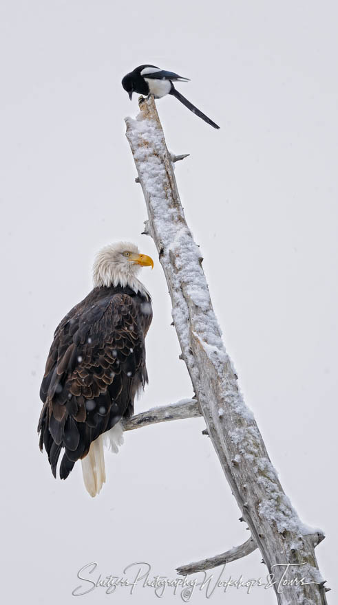 Bald Eagle and Magpie in Tree 20111104 145407