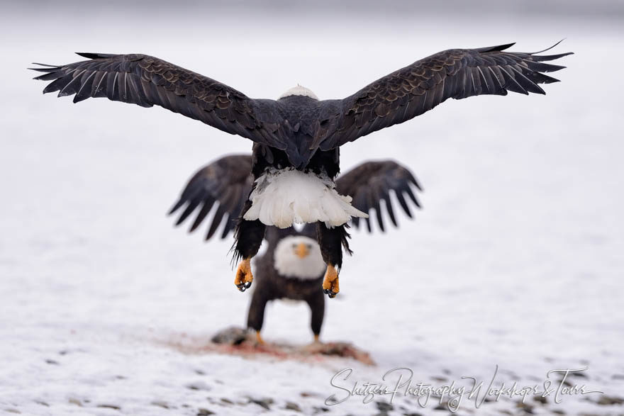 Bald Eagle approach