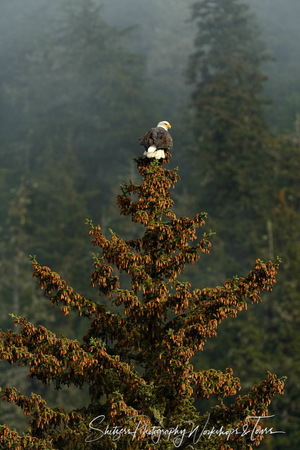 Bald Eagle atop a spruce tree at sunset