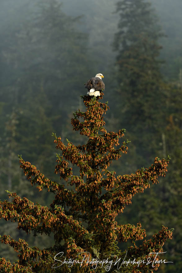 Bald Eagle atop a spruce tree at sunset 20141109 123219