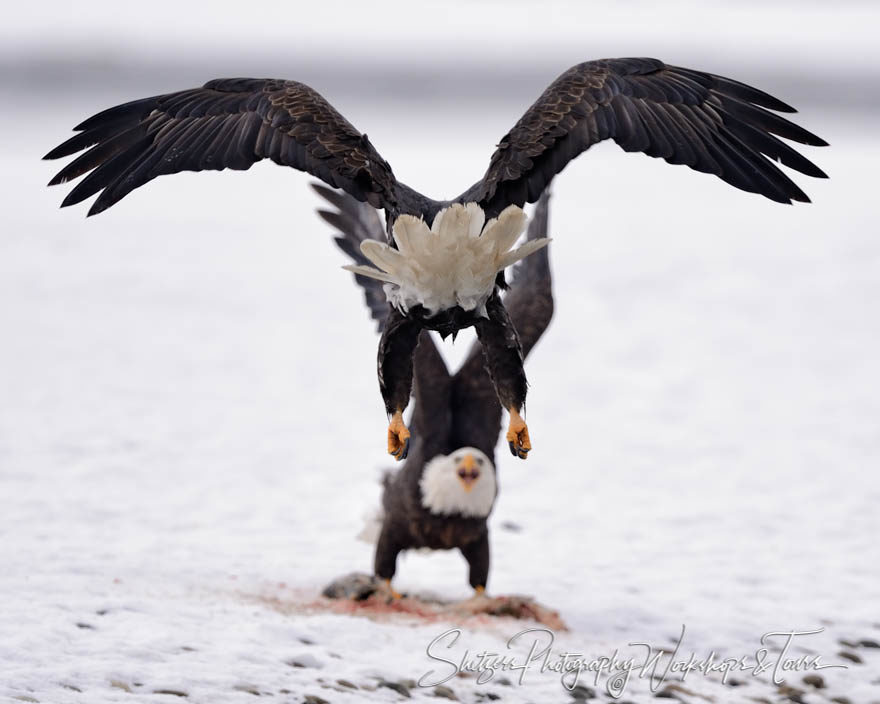 Bald Eagle attack