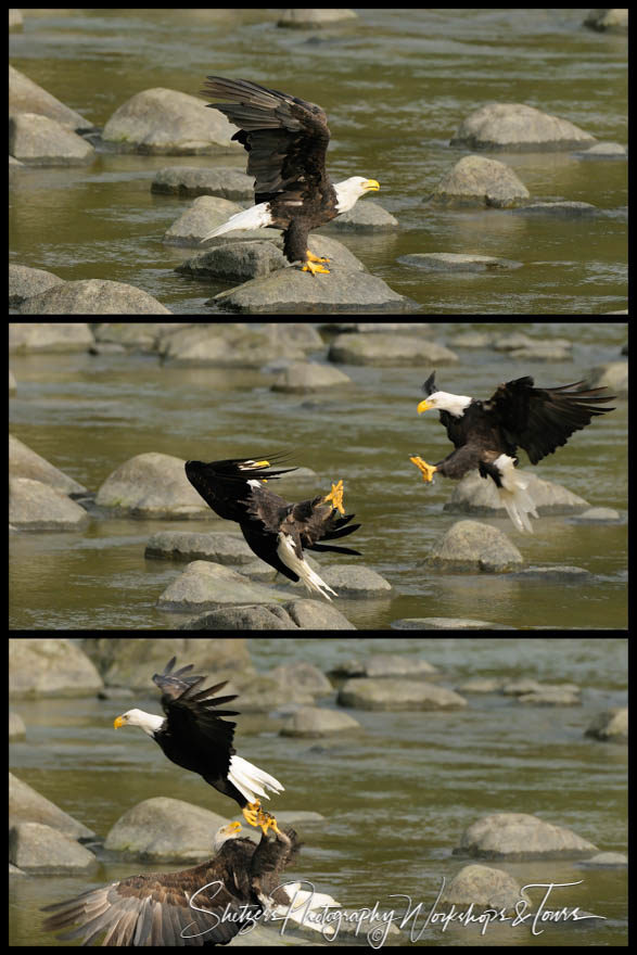 Bald Eagle attacked on the Chilkoot River