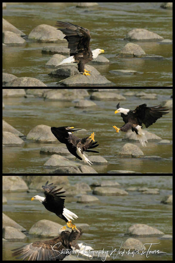 Bald Eagle attacked on the Chilkoot River 20101201 170556