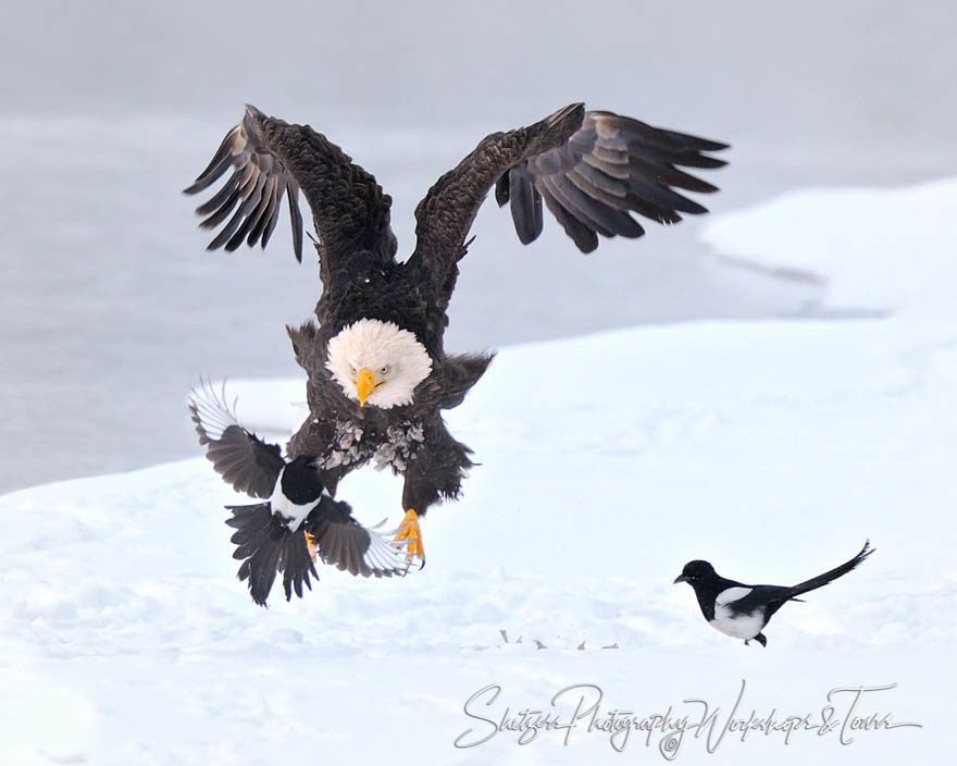 Bald Eagle attacks Magpie