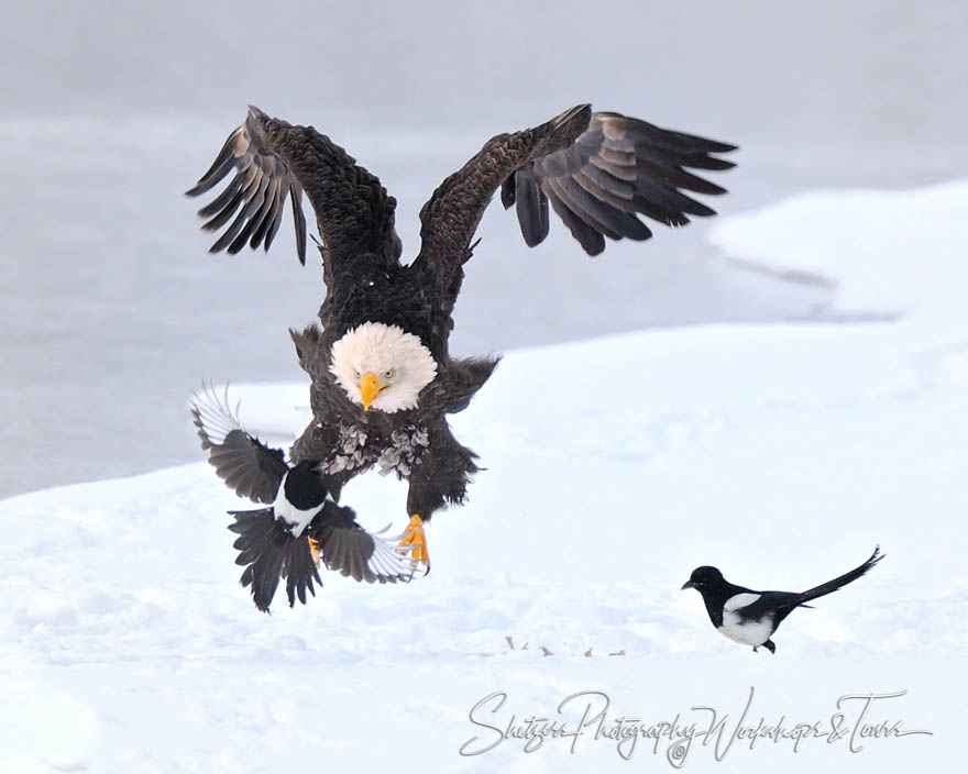 Bald Eagle attacks Magpie 20111122 110826
