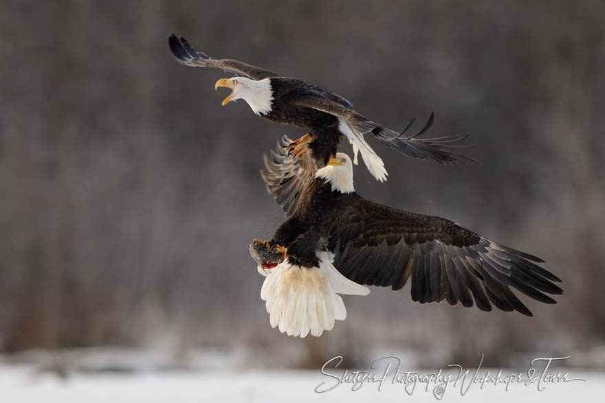 Bald Eagle attacks another eagle in flight