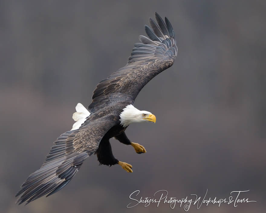 Bald Eagle banking in flight closeup