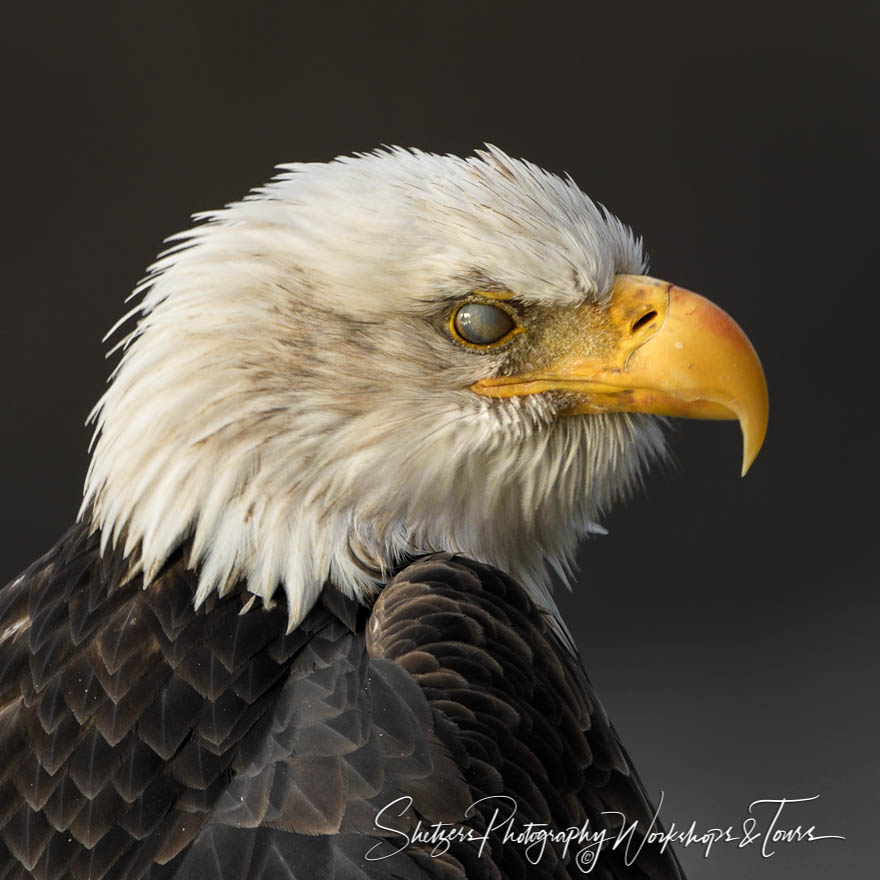 Bald Eagle blinking 20161029 121241