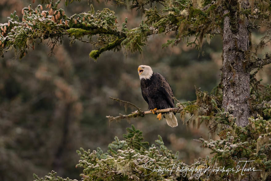 Bald Eagle call from a perch