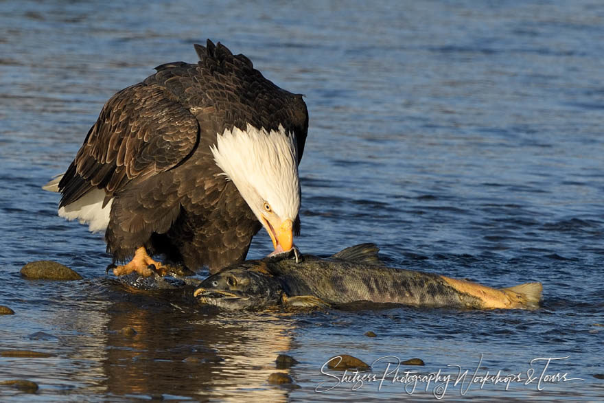 Bald Eagle catching salmon