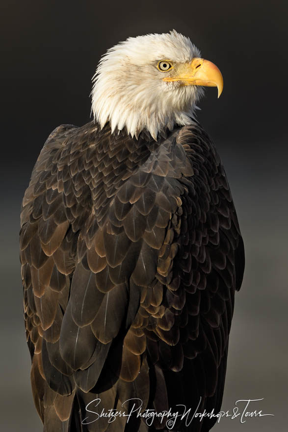 Bald Eagle close up